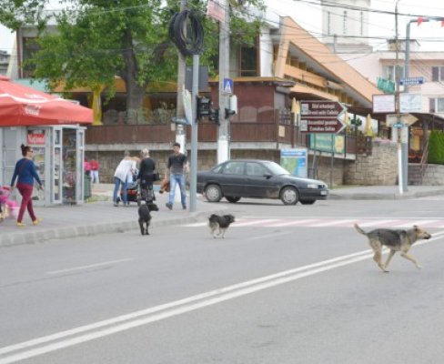 Problema maidanezilor: campanie de adopţii responsabile, la Mangalia